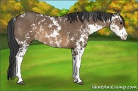 Horse Color:Brown Dun Sabino 