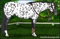 Horse Color:Blue Roan Near Leopard 