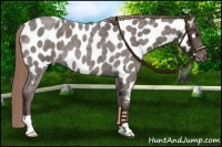 Horse Color:Liver Red Roan Near Leopard 