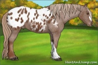 Horse Color:Chestnut Appaloosa
