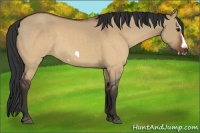 Horse Color:Brown Dun Splash Frame Rabicano 