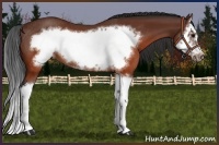 Horse Color:Brown Splash Frame Rabicano