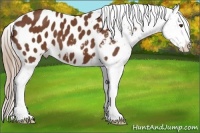 Horse Color:Chestnut Appaloosa