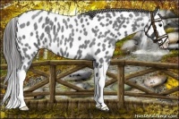 Horse Color:Blue Roan Splash Near Leopard 