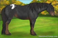 Horse Color:Liver Chestnut Appaloosa