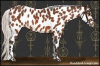Horse Color:Silver Bay Appaloosa 