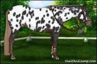 Horse Color:Liver Chestnut Near Leopard 