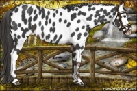 Horse Color:Liver Red Roan Leopard 