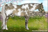 Horse Color:White Spotted Chocolate Palomino