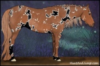Horse Color:White Spotted Chestnut Rabicano 