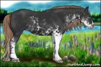 Horse Color:Liver Chestnut Sabino