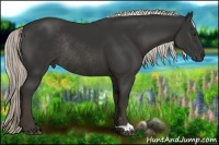 Horse Color:Liver Chestnut Rabicano