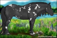 Horse Color:White Spotted Black Sabino Rabicano 