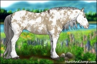 Horse Color:Liver Red Dun Sabino Rabicano