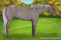 Horse Color:Silver Blue Roan 