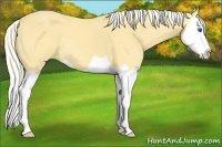 Horse Color:Palomino Splash