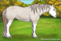 Horse Color:Red Dun Splash Appaloosa 
