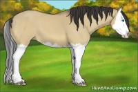 Horse Color:Buckskin Dun Sabino Splash 