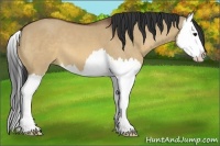 Horse Color:Bay Dun Splash