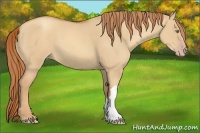 Horse Color:Gold Champagne Dun