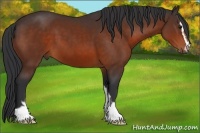 Horse Color:Bay Sabino