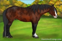 Horse Color:Bay Ice Sabino Splash 