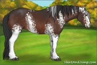 Horse Color:White Spotted Bay Rabicano 