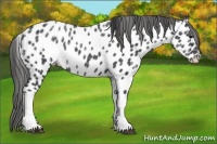 Horse Color:Blue Ice Roan Near Leopard Rabicano 