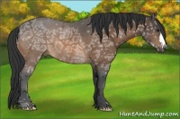 Horse Color:Buckskin Ice 