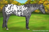 Horse Color:Black Ice Appaloosa
