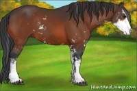 Horse Color:Bay Sabino Rabicano 