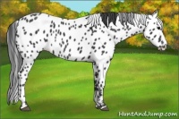 Horse Color:Black Appaloosa 