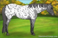 Horse Color:Blue Roan Near Leopard 