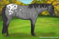 Horse Color:Blue Roan Appaloosa 