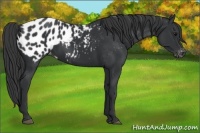 Horse Color:Black Appaloosa 