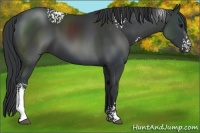 Horse Color:White Spotted Black 