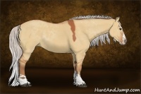 Horse Color:Silver Bay Dun Sabino Splash Rabicano 