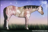 Horse Color:Bay Ice 