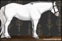 Horse Color:White Spotted Gold Cream Champagne Roan Pearl Splash Near Leopard Rabicano 