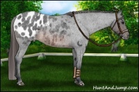 Horse Color:Chocolate Brown Roan Appaloosa 