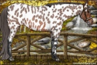 Horse Color:Bay Roan Near Leopard 