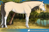 Horse Color:Buckskin Dun Splash 