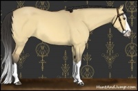 Horse Color:Buckskin Dun Splash 
