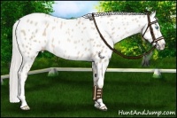 Horse Color:Palomino Pearl Sabino Appaloosa Rabicano