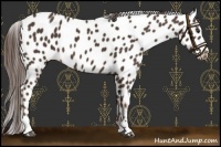 Horse Color:Liver Chestnut Sabino Appaloosa 