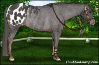 Horse Color:Liver Chestnut Appaloosa Rabicano 
