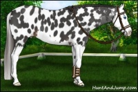 Horse Color:Liver Red Roan Splash Appaloosa 