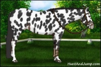 Horse Color:Liver Chestnut Appaloosa
