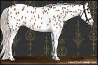 Horse Color:Chocolate Palomino Splash Appaloosa