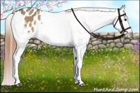 Horse Color:Buckskin Dun Appaloosa